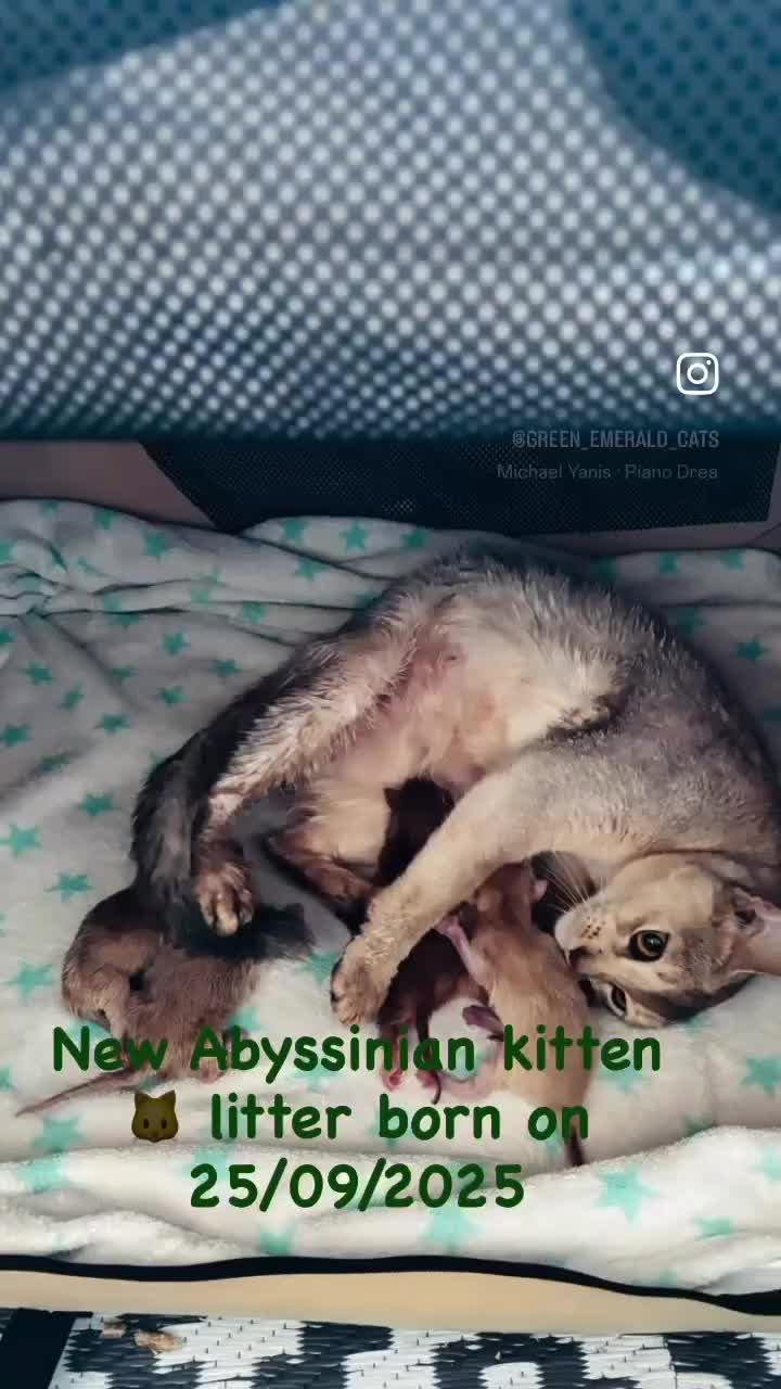 Abyssinian cats for sale: Pure pedigree Tica registered Abyssinian kittens  - Video 1