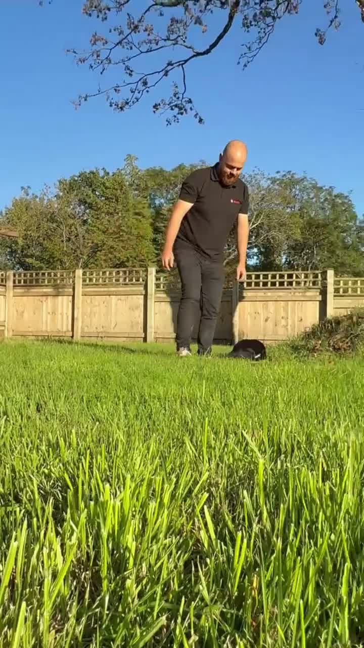 Cocker Spaniel dogs for sale: Cocker spaniels puppies for sale - Video 2