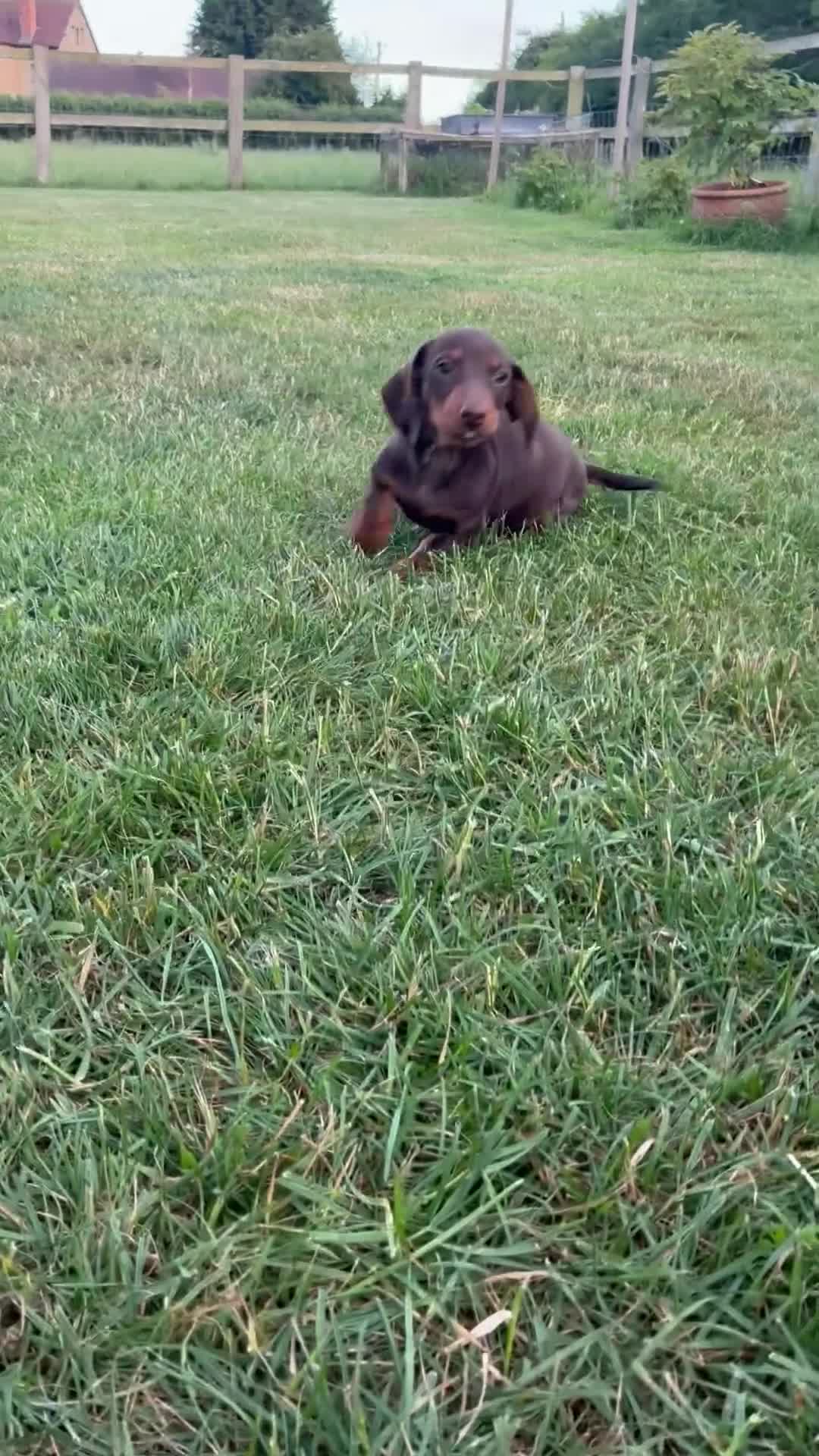 Miniature Dachshund dogs for sale: Gorgeous Dachshund Pups in Aylesbury - Video 2
