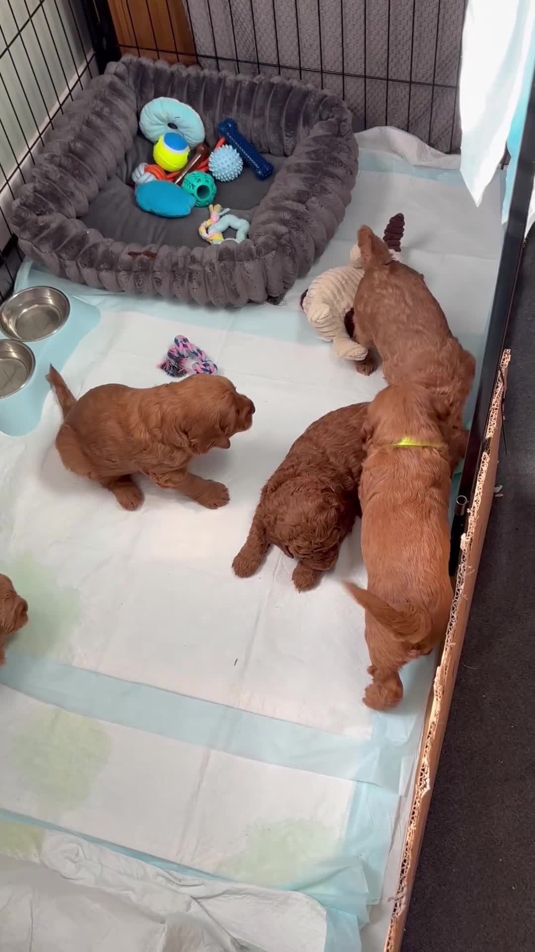 Mini Goldendoodle dogs for sale: ** 5 beautiful mini golden doodle puppies ** in Swindon - Video 1