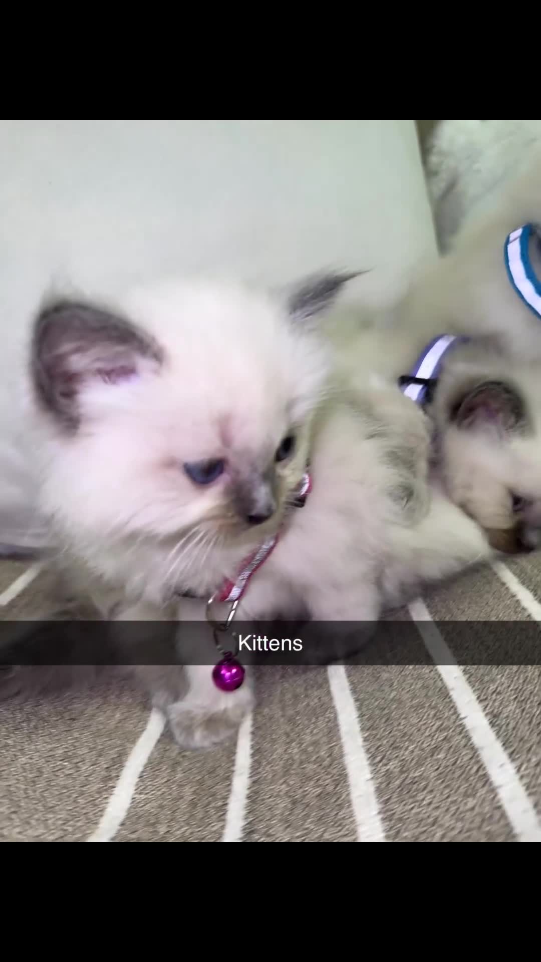 Ragdoll cats for sale: Cute ragdolls for sale  in London - Video 1