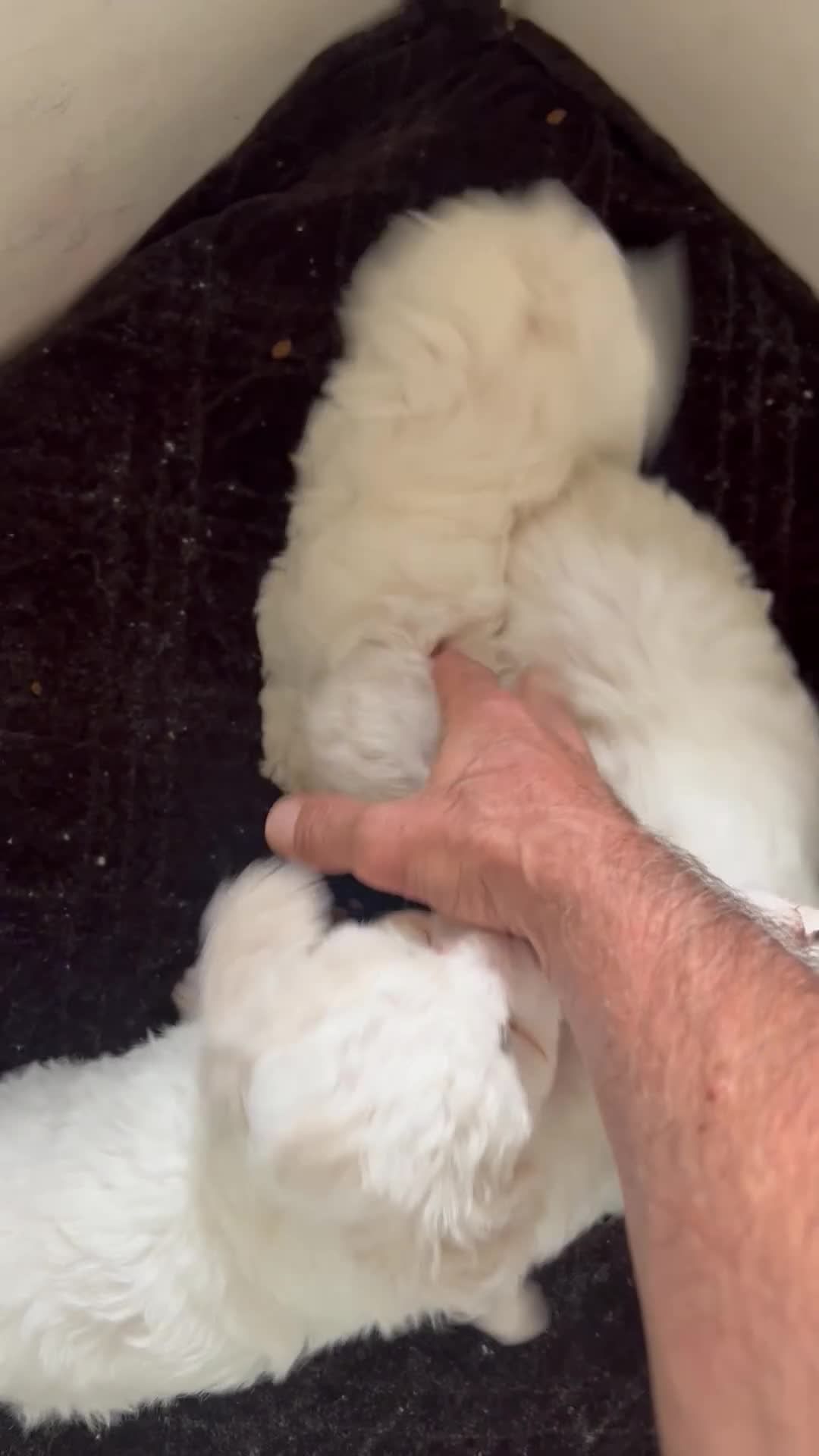 Bichon Frise dogs for sale: Purebred bichon frise - Video 3