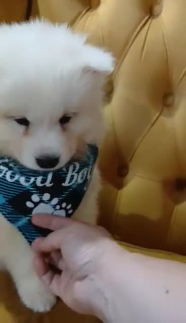 Samoyed dogs for sale: Samoyed puppies looking for the new loving  home - Video 5