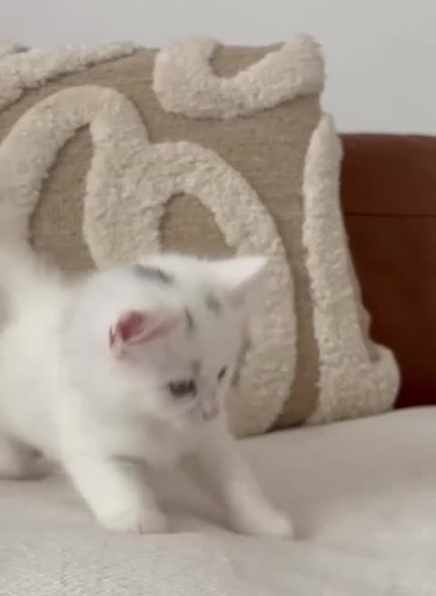 Turkish Angora cats for sale: 🐾 Two adorable kittens looking for a forever home in Hemel Hempstead - Video 2