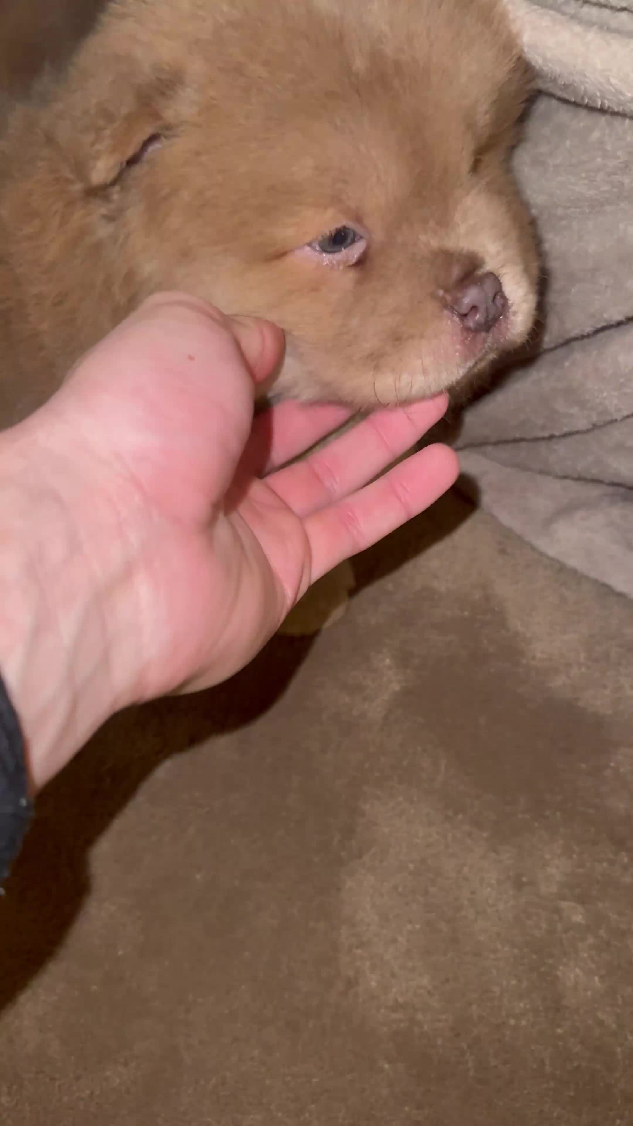 Chow Chow dogs for sale: 3 beautys left ⭐️  - Video 1