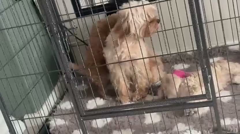 Cavapoo dogs for sale: GORGEOUS RED F1B CAVAPOO - LAST GIRL - Video 1
