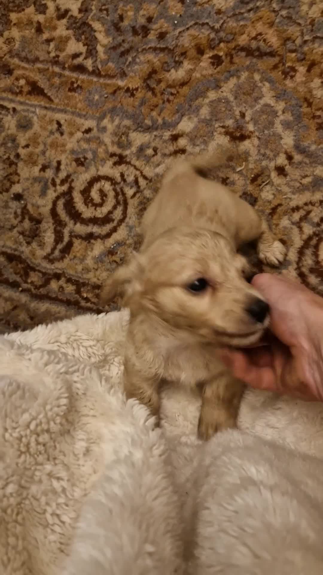 Miniature Dachshund dogs for sale:  Ready Now! Last Girl Long Coat Waiting For You  - Video 1