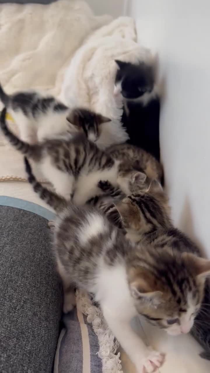 Mixed Breed cats for sale: 🌟 Exquisite Ragdoll × Bengal Kittens 🌟 - Video 1