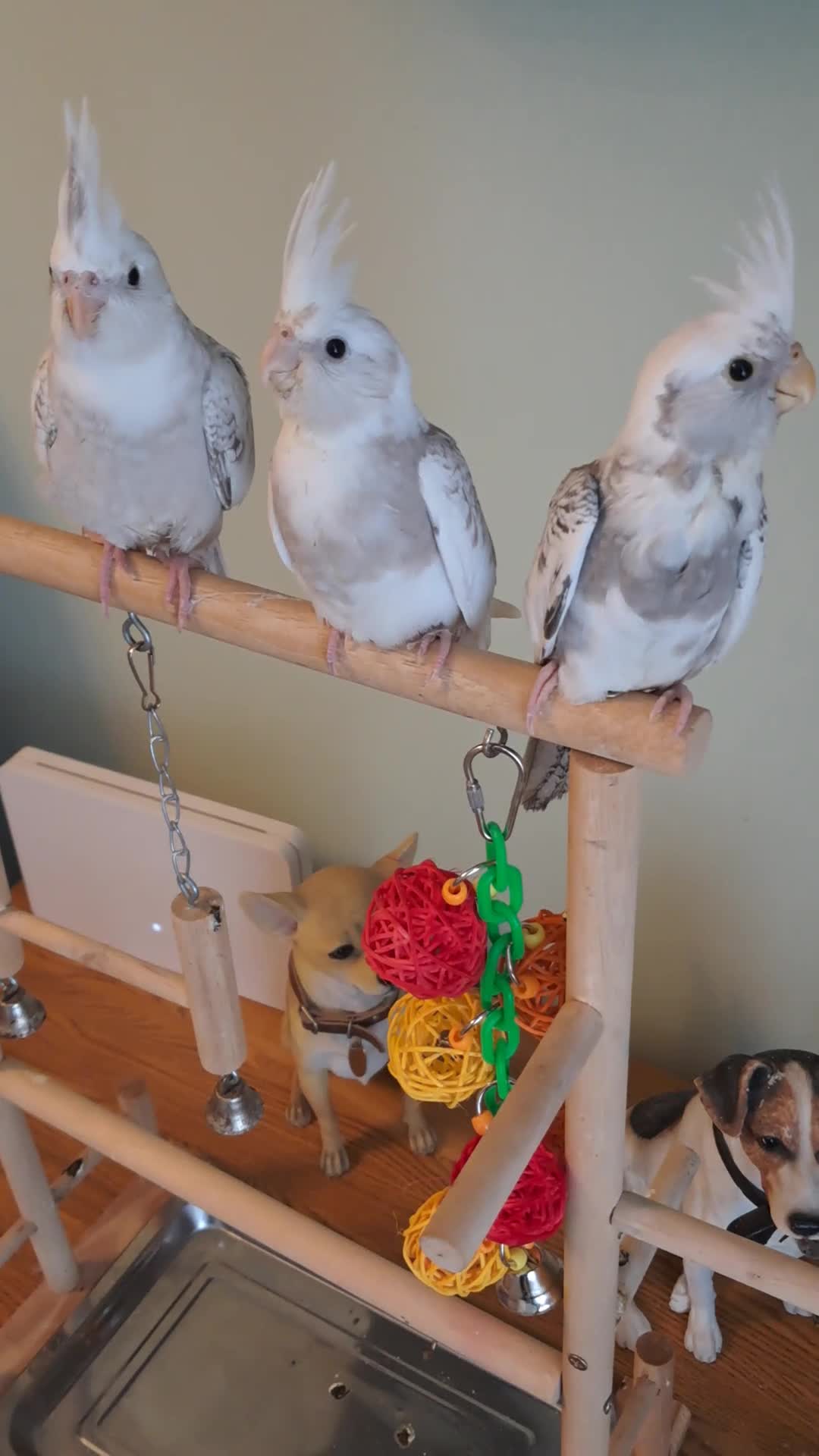 Mixed Breed birds for sale: Hand reared baby cocktails looking for lovely home - Video 3