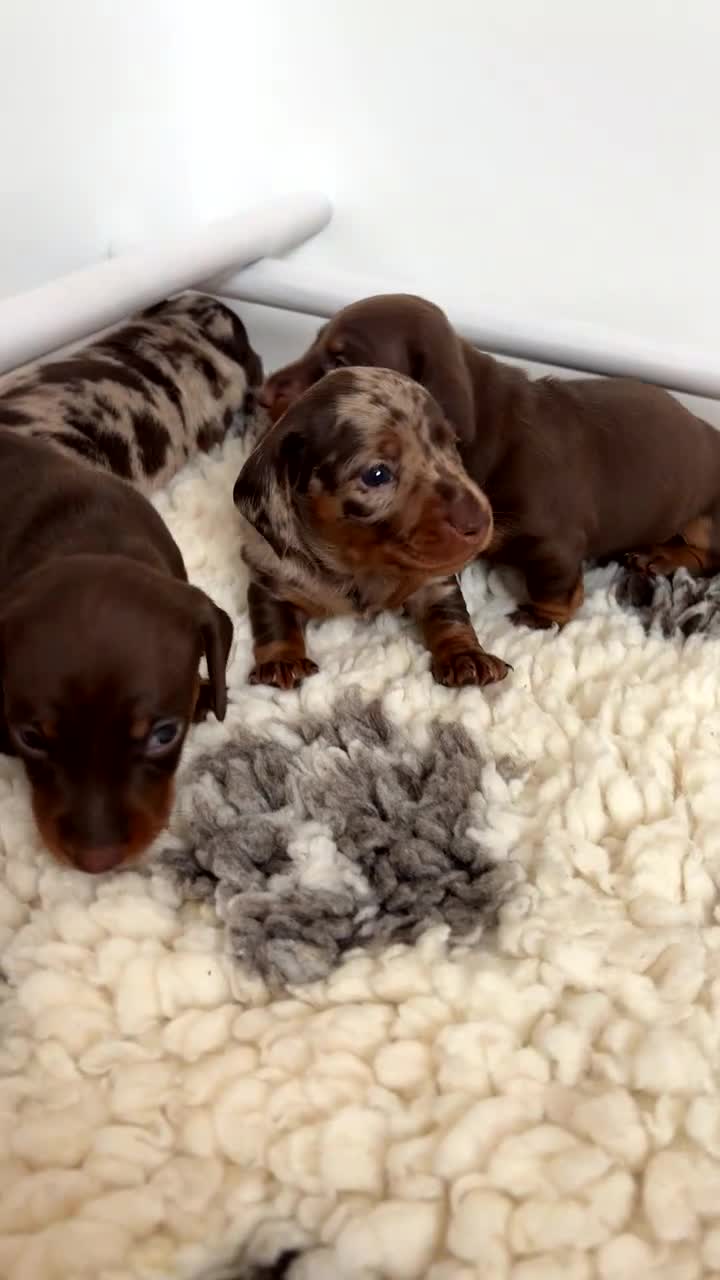 Miniature Dachshund dogs for sale: Stunning 5 star litter  - Video 4