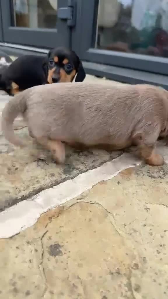 Dachshund dogs for sale: Miniature dachshund for sale in Elland - Video 1