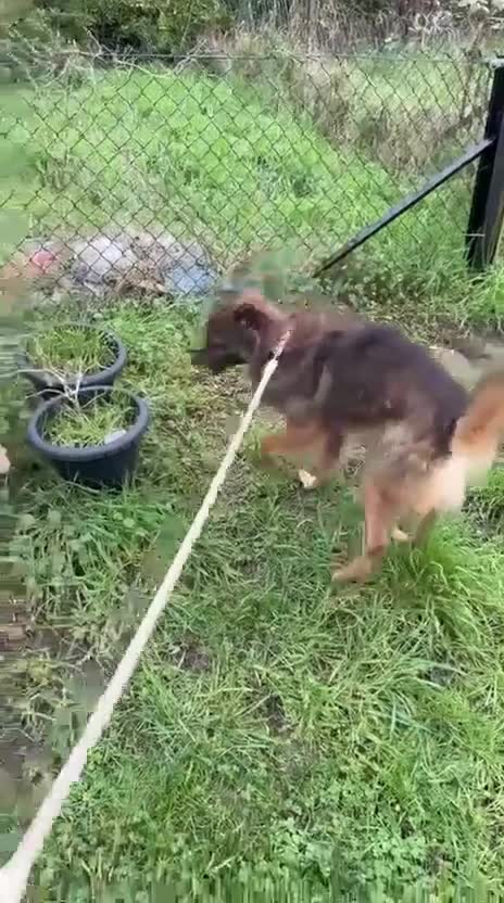 Mixed Breed dogs for adoption: RUSTY - Video 4