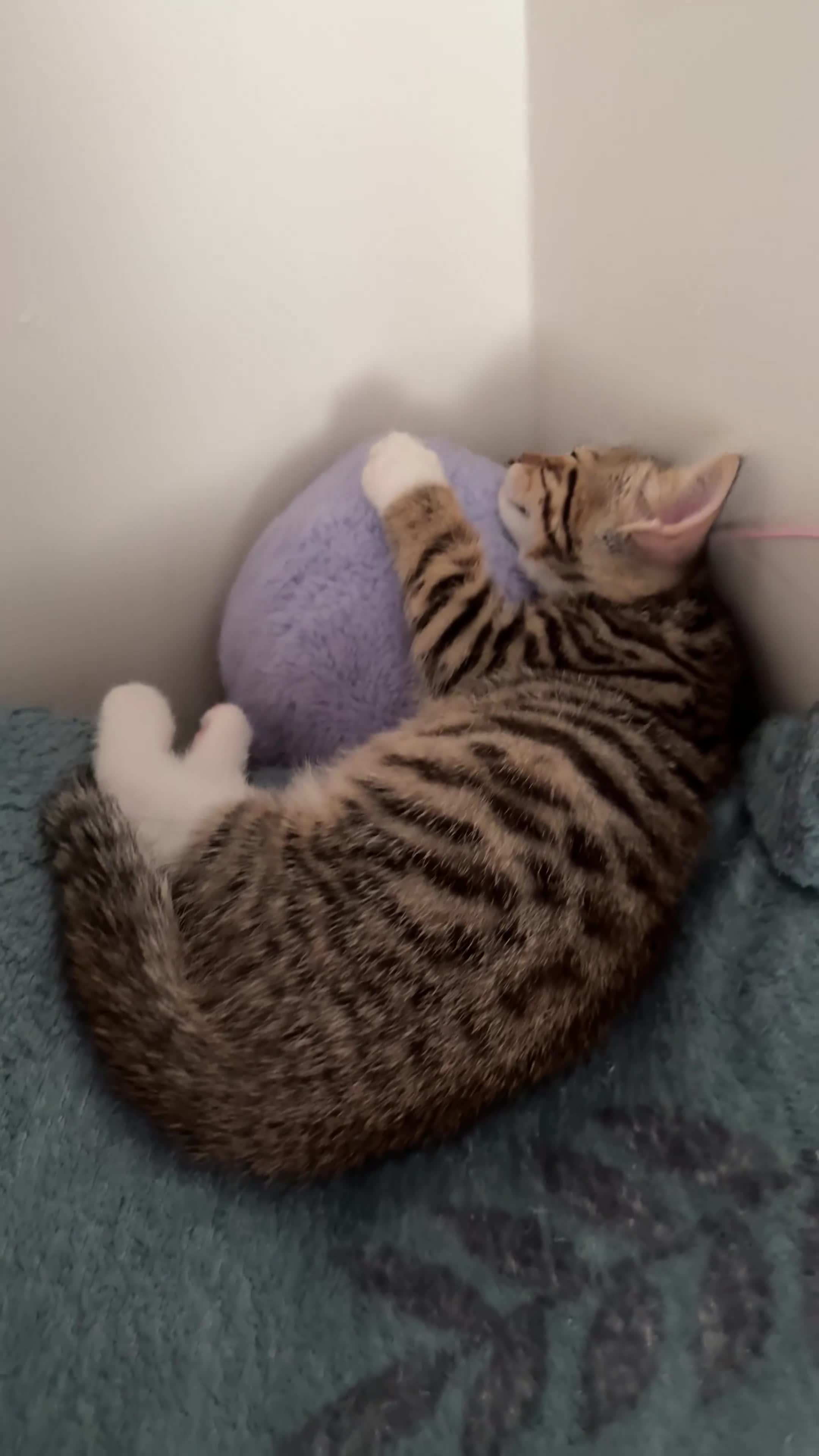 Mixed Breed cats for sale: Gorgeous little cartoon boy  - Video 1