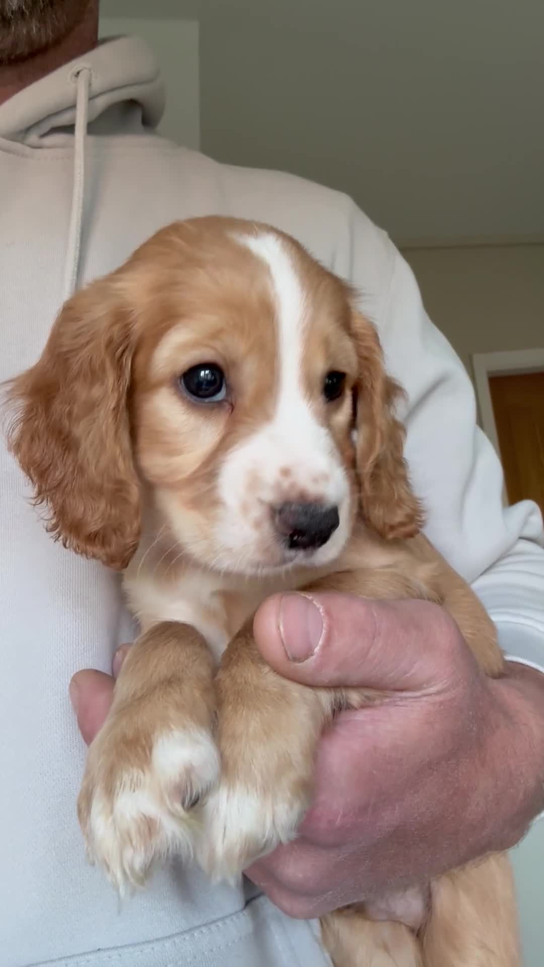 Cocker Spaniel dogs for sale: Lemon and white cocker spaniel  - Video 4