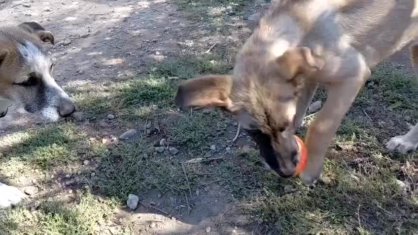 Mixed Breed dogs for adoption: 💛MILO💛 – a handsome puppy boy for a Loving Home - Video 2
