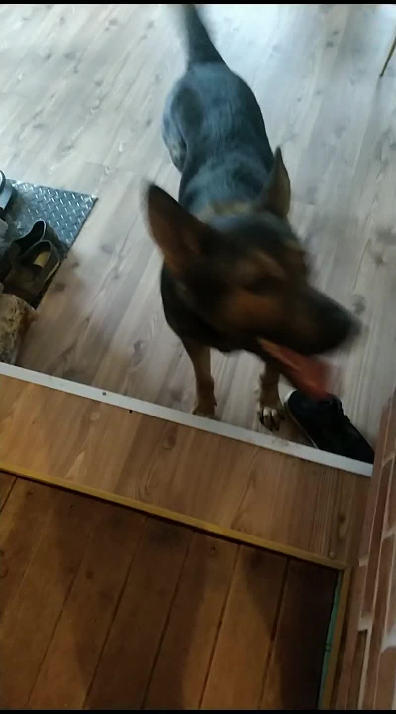 German Shepherd dogs for sale: Rehoming - Video 1