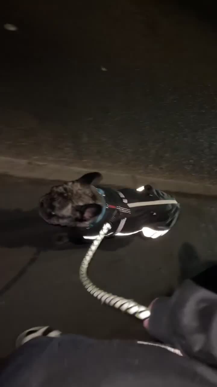 French Bulldog dogs for sale: 5-Year-Old French Bulldog  - Video 2