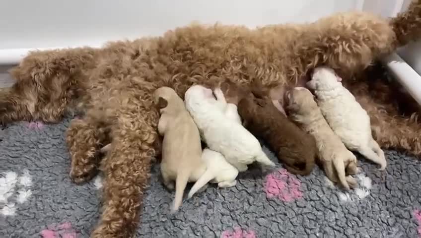 Double Doodle dogs for sale: Gorgeous Australian Double Doodle Pups - Video 1
