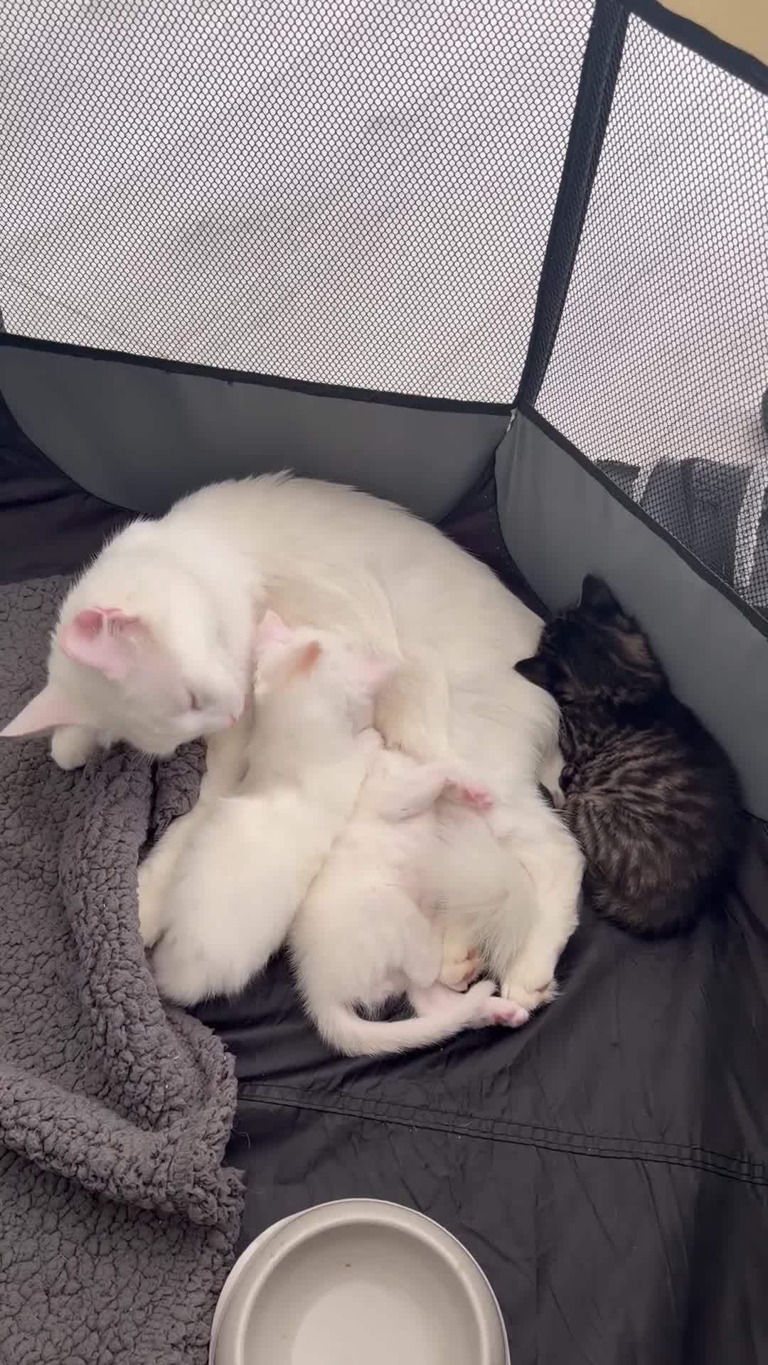 Turkish Angora cats for sale: Cute Turkish Angora x British Shorthair Kitten - Video 1