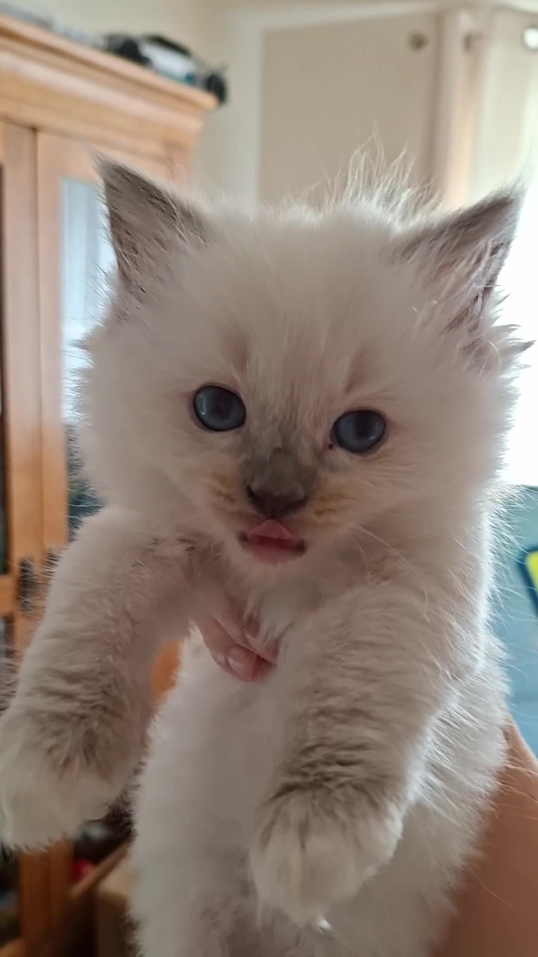 Ragdoll cats for sale: Stunning Ragdoll kittens  - Video 2