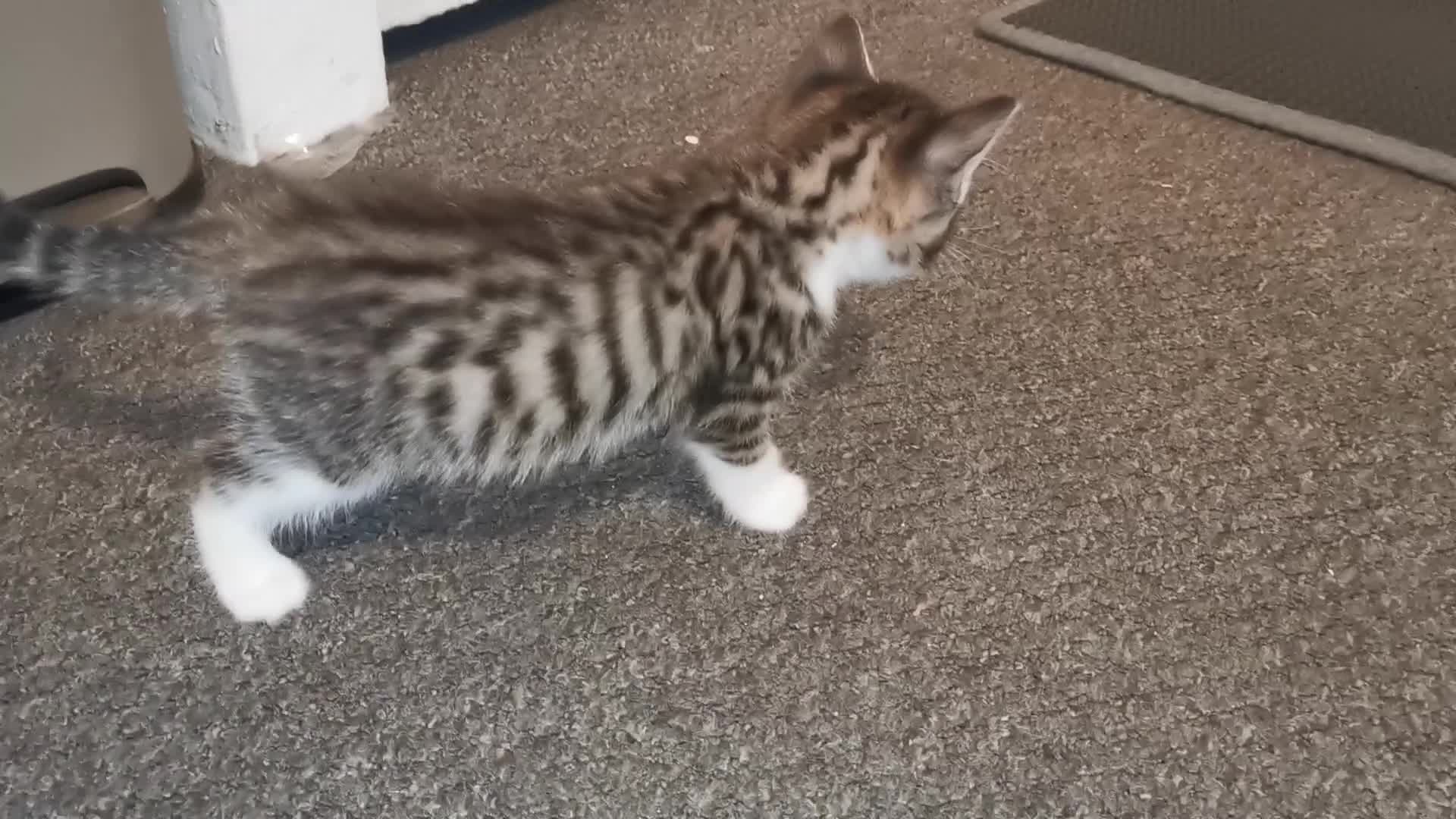 Norwegian Forest Cat cats for sale: For Sale - Video 3