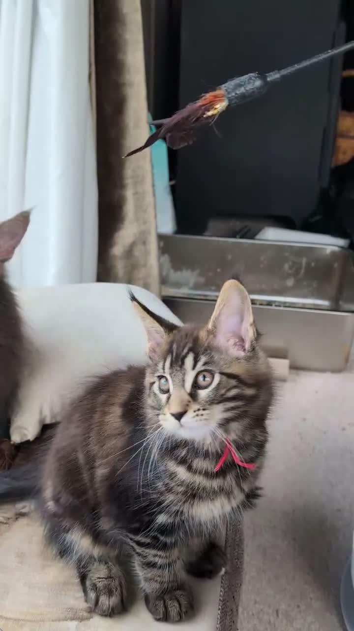 Maine Coon cats for sale: Chunky loveable Maine Coon Boy - Video 1