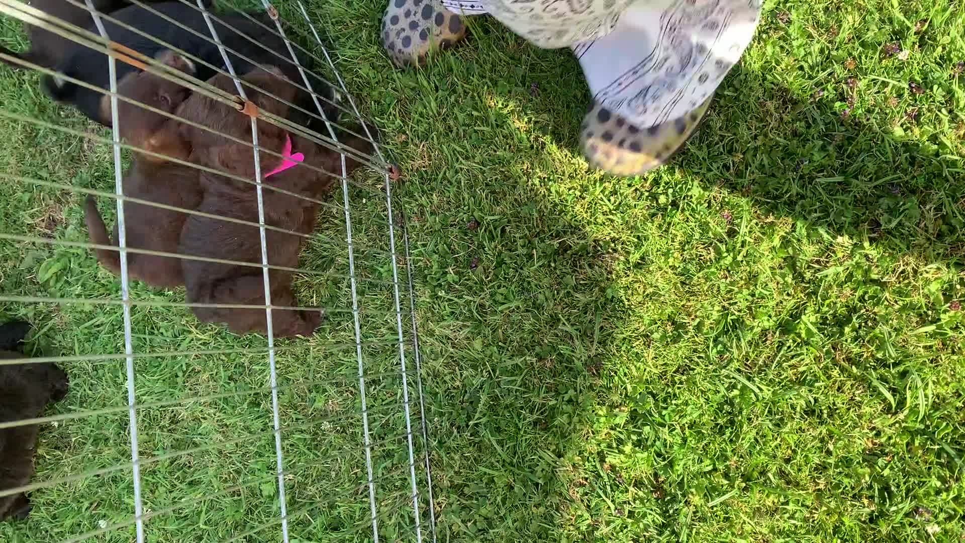 Mixed Breed dogs for sale: Cockerjackapoo in Neath - Video 2