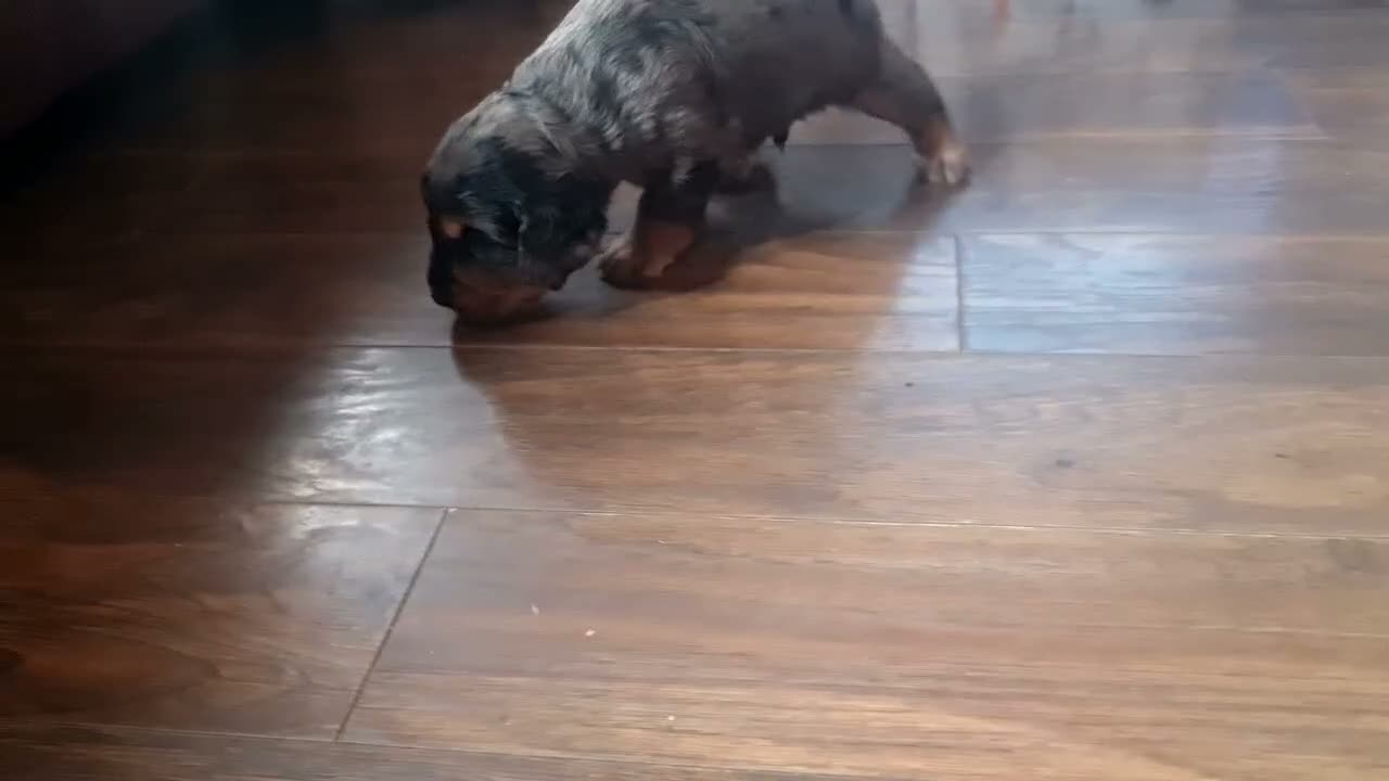 Cockapoo dogs for sale: ALAYKA our lovely Merle cockapoo has given birth. - Video 1