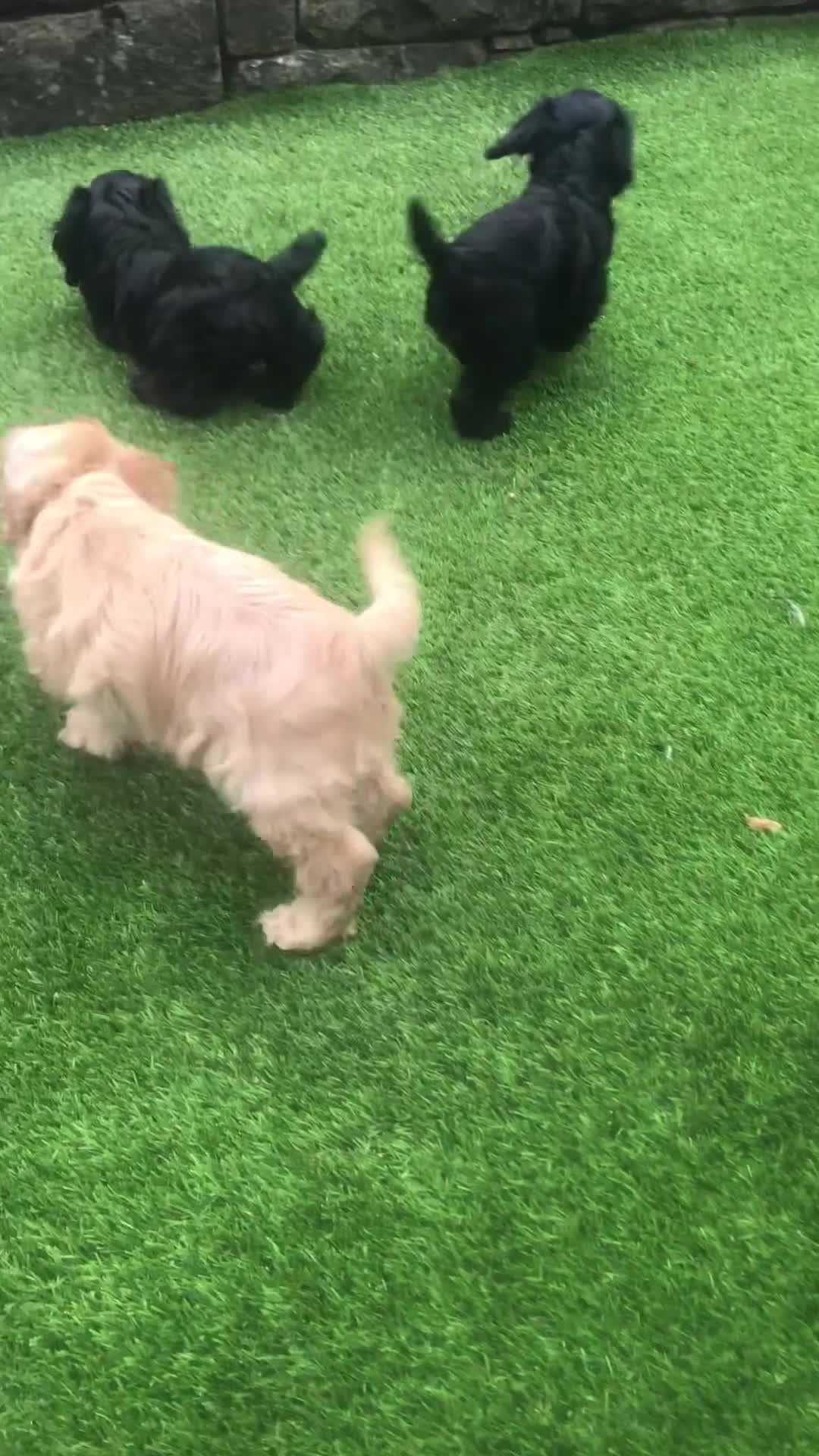 Cockapoo dogs for sale: F1 cockapoos registered breeder  - Video 1