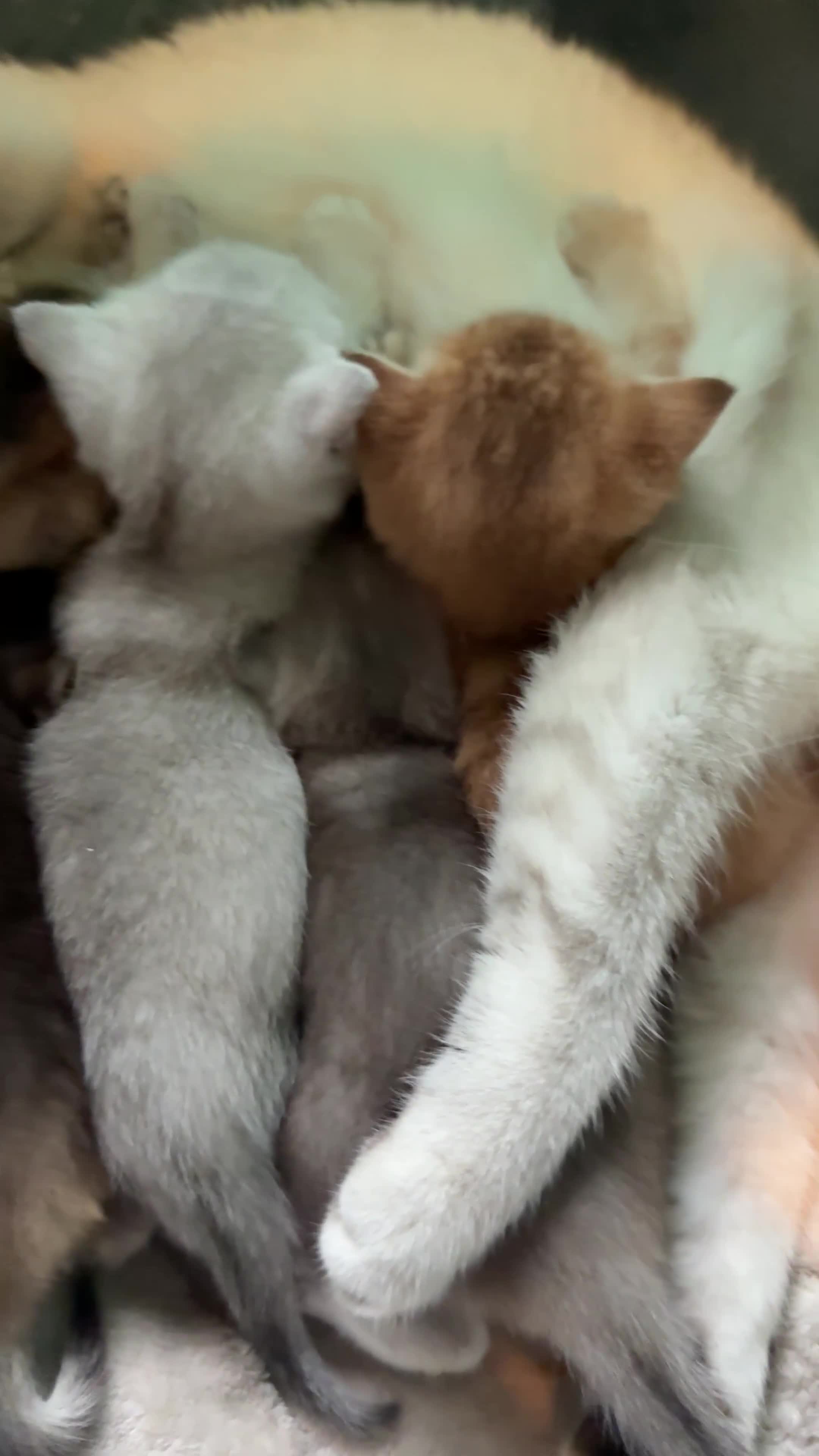 British Shorthair cats for sale: 🐾 British Shorthair Kittens — TICA Registered 🐾 - Video 2