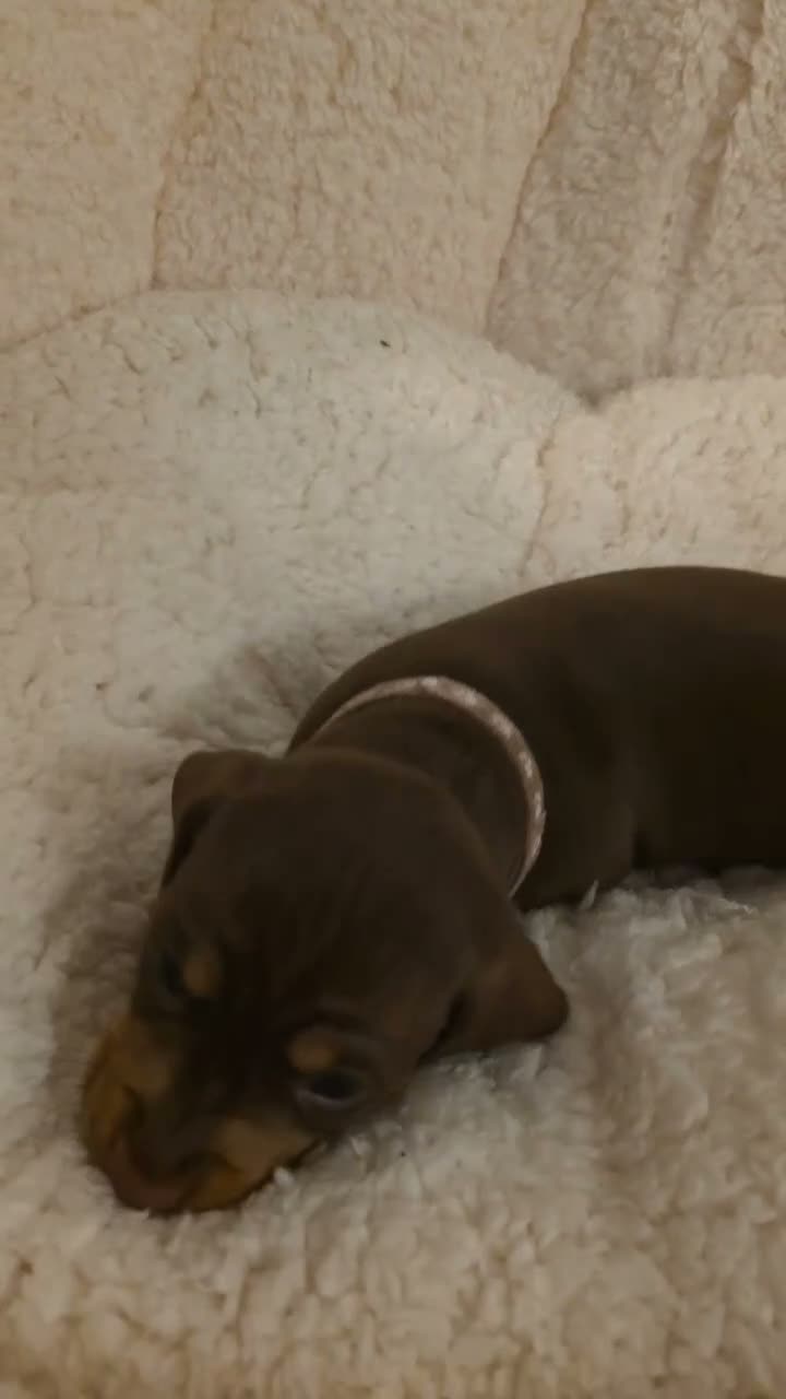 Miniature Dachshund dogs for sale: PEDIGREE KC MINIATURE DACHSHUND PUPPIES  🐶 ❤️ - Video 3
