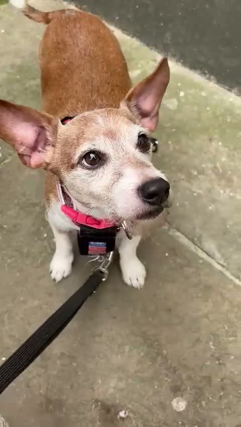 Mixed Breed dogs for adoption: ❗URGENT:Foster in Hospital, New Foster Home Needed in Bromyard - Video 2