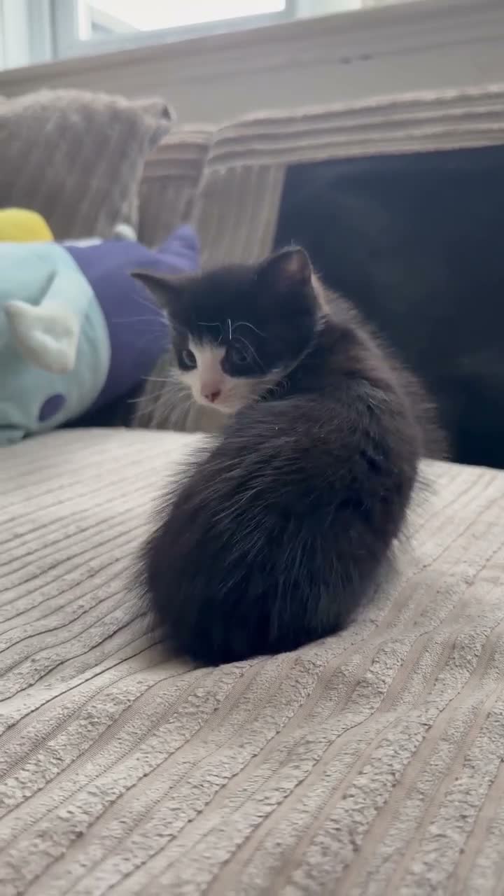 Mixed Breed cats for sale: Playful & Cuddly Kittens – Ready 1 November - Video 1
