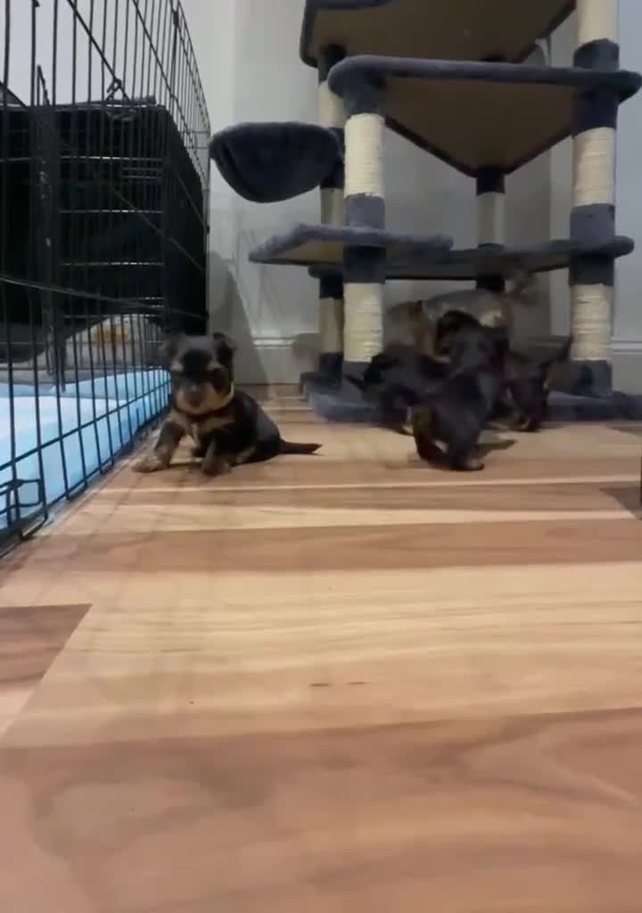 Yorkshire Terrier dogs for sale: 🐾 Miniature Yorkshire Terrier Puppies 🐾 - Video 1