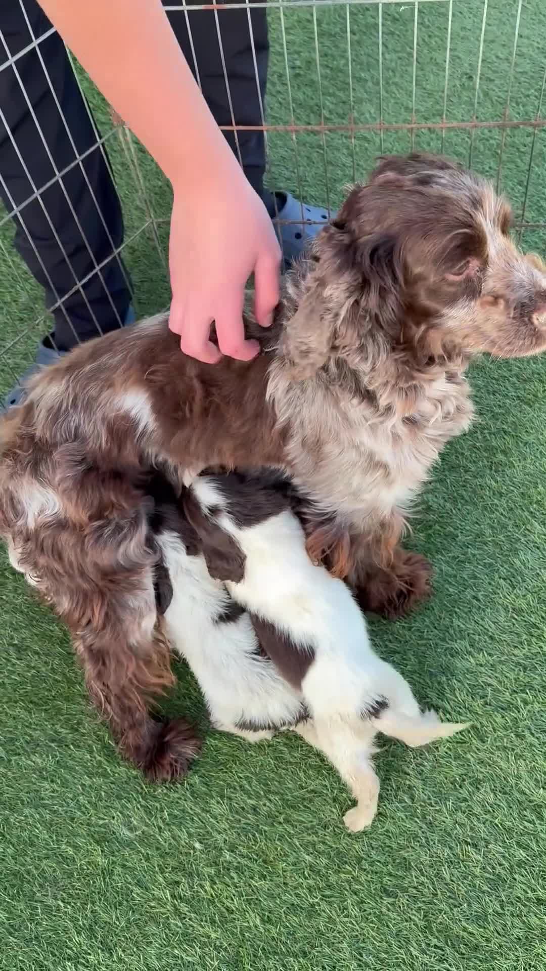 Cocker Spaniel dogs for sale: Cocker spaniel puppies 4boys 2girls  - Video 1