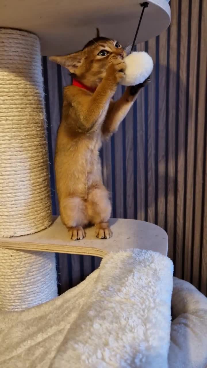 Abyssinian cats for sale: Pure Abyssian kittens ❤️ - Video 4