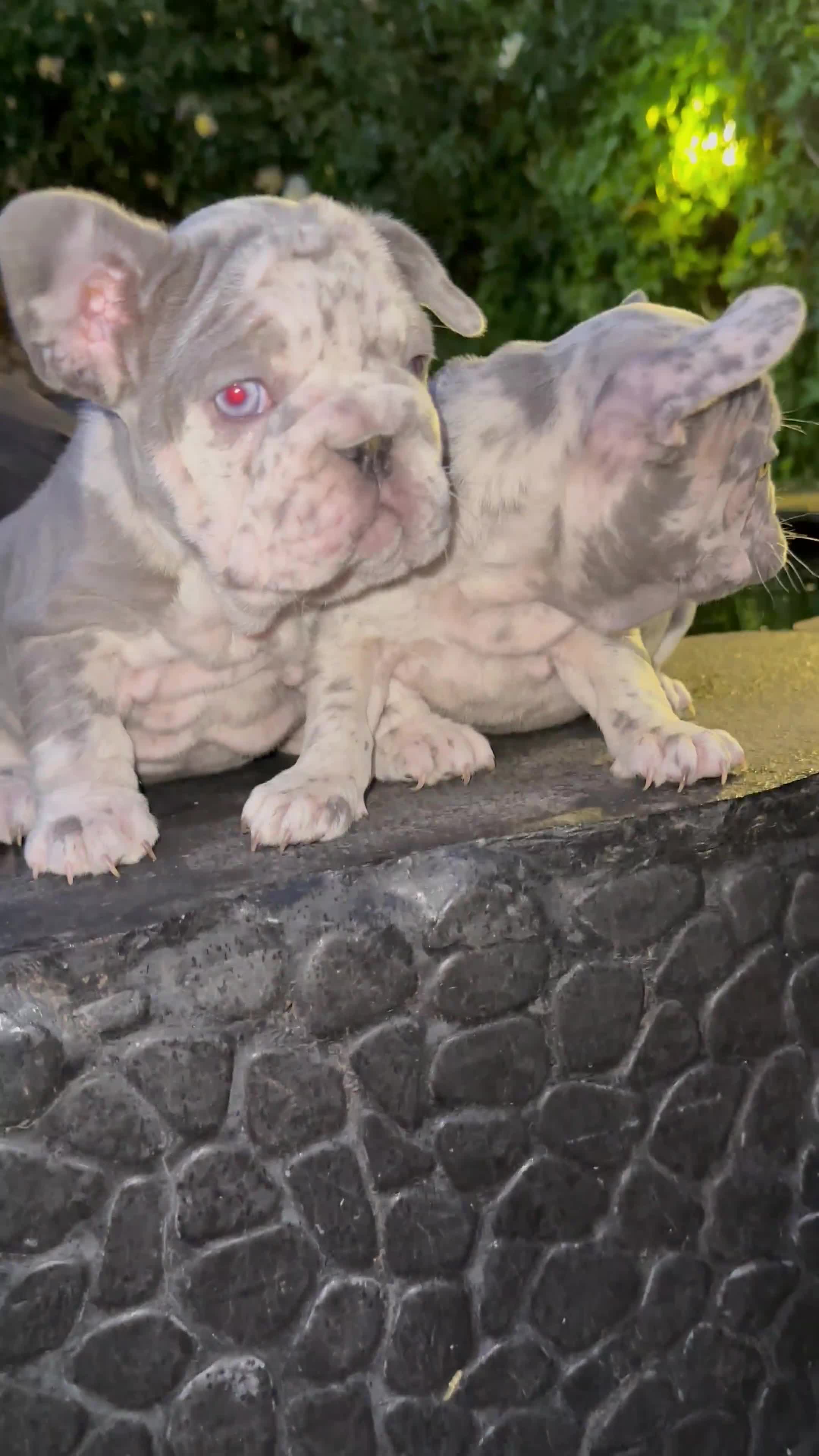 French Bulldog dogs for sale: HIGHEST QUALITY AVAILABLE  in Bexley - Video 3