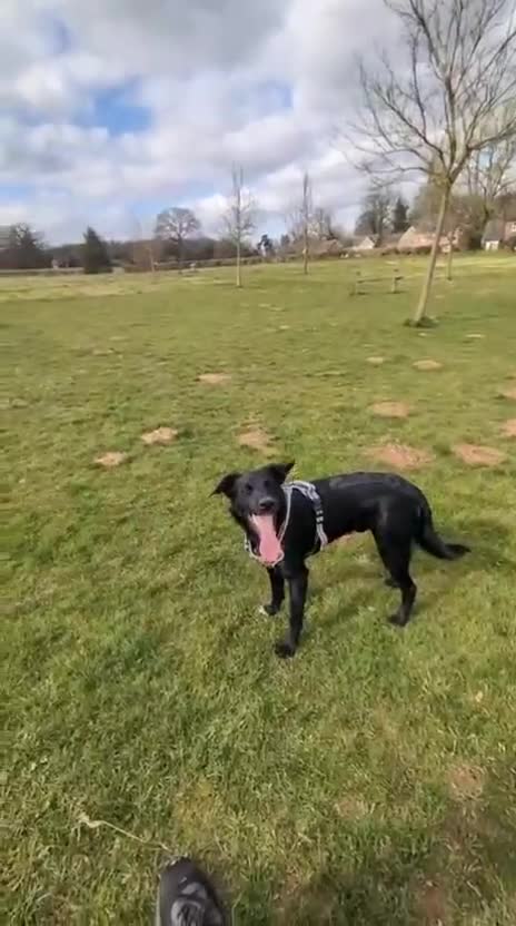 Mixed Breed dogs for adoption: URGENT🚨 GIZMO🐾 in Hengoed - Video 1