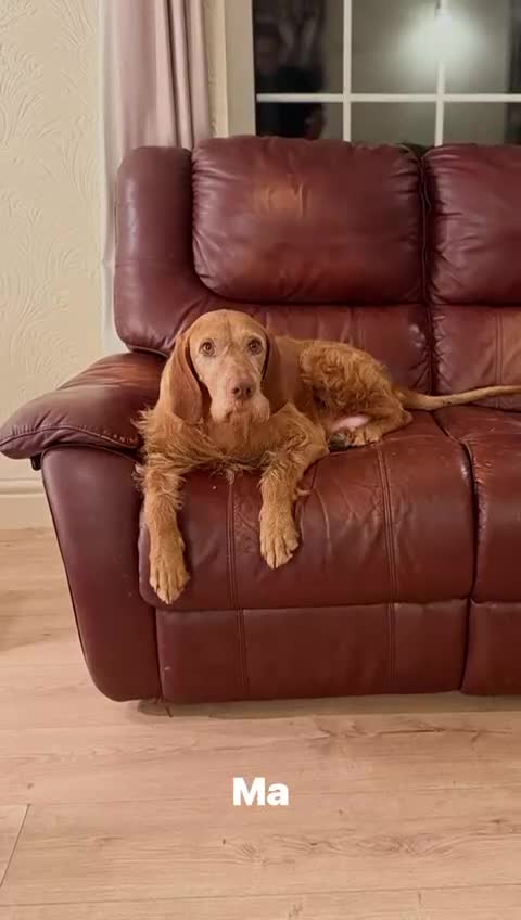 Hungarian Vizsla dogs for sale: Exceptional HWV Pups from Champion Working Lines - Video 1