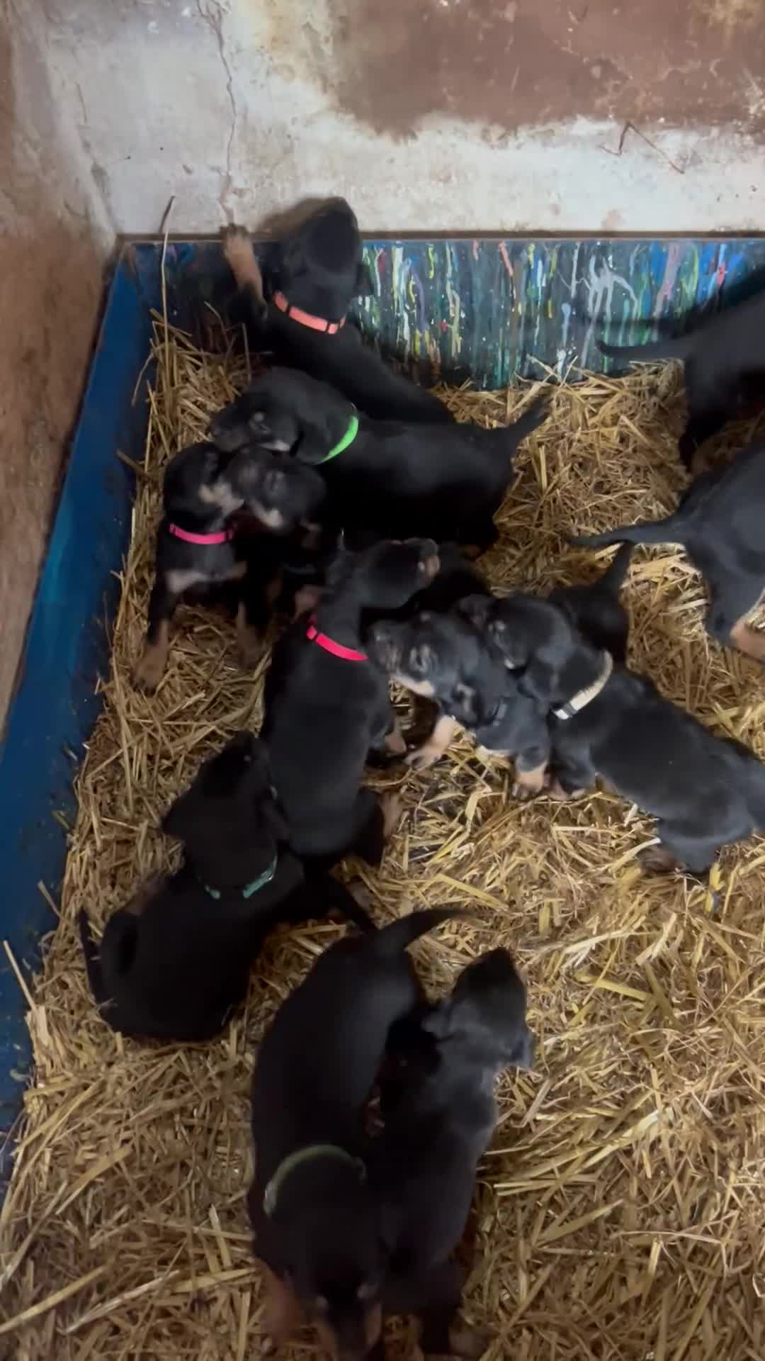 Huntaway dogs for sale: Quality Huntaway pups seeking fantastic homes - Video 2