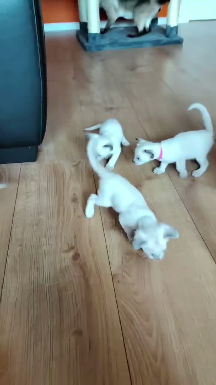 Siamese cats for sale: Gorgeous Siamese kittens!!! - Video 4