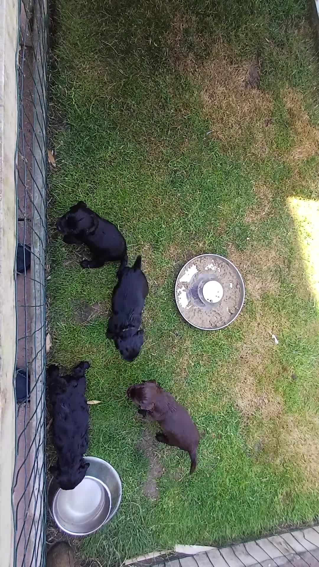 Cocker Spaniel dogs for sale: Health Tested Cocker Spaniel Pups  - Video 1