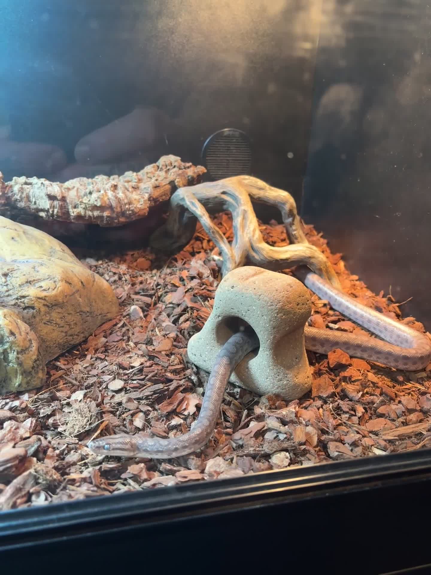 Boa Snake reptiles for sale: Colombian Rainbow Boa - Video 1