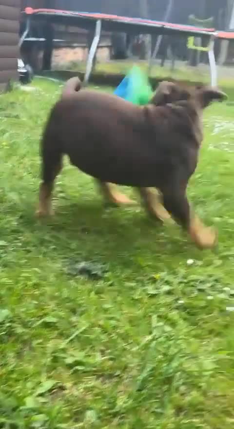 Old Tyme Bulldog dogs for stud: Stud available - Video 1