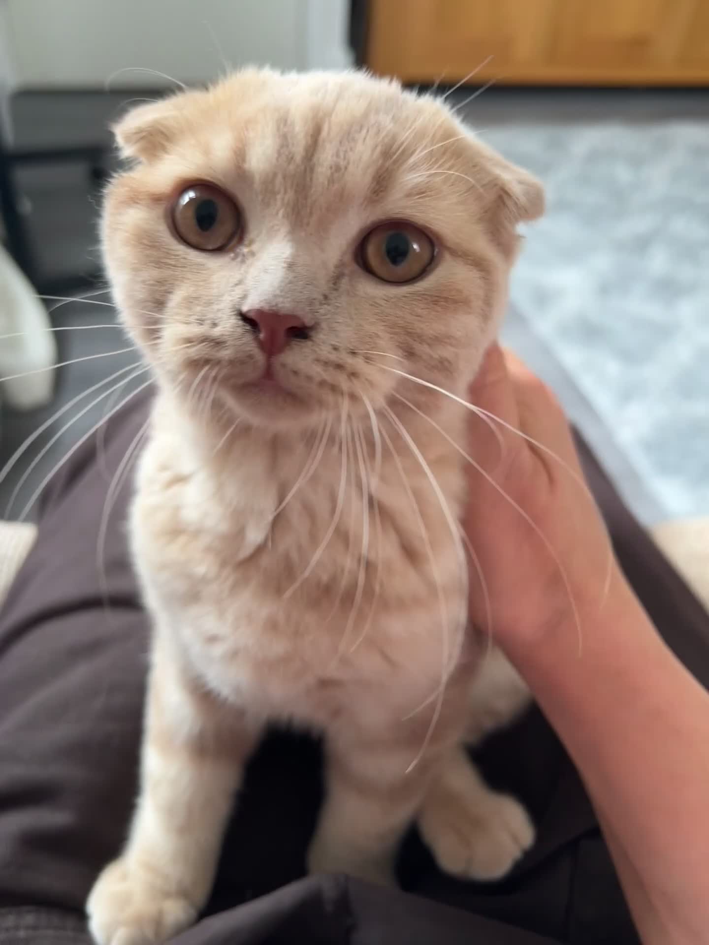 Scottish Fold cats for sale: 😻CREAM COLOUR BOY 😻 SCOTTISH FOLD - Video 1