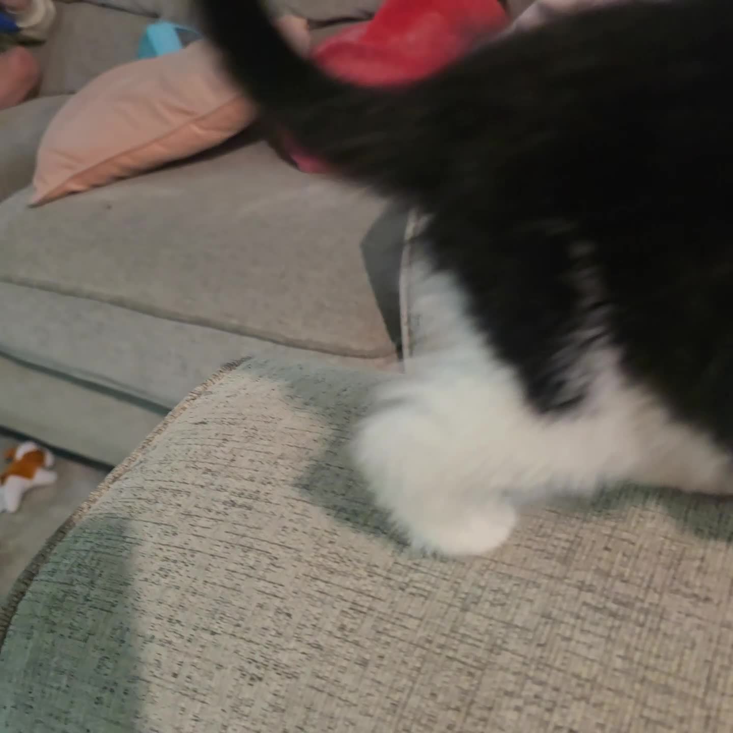 Mixed Breed cats for sale: Gorgeous little kitten (female) - Video 1