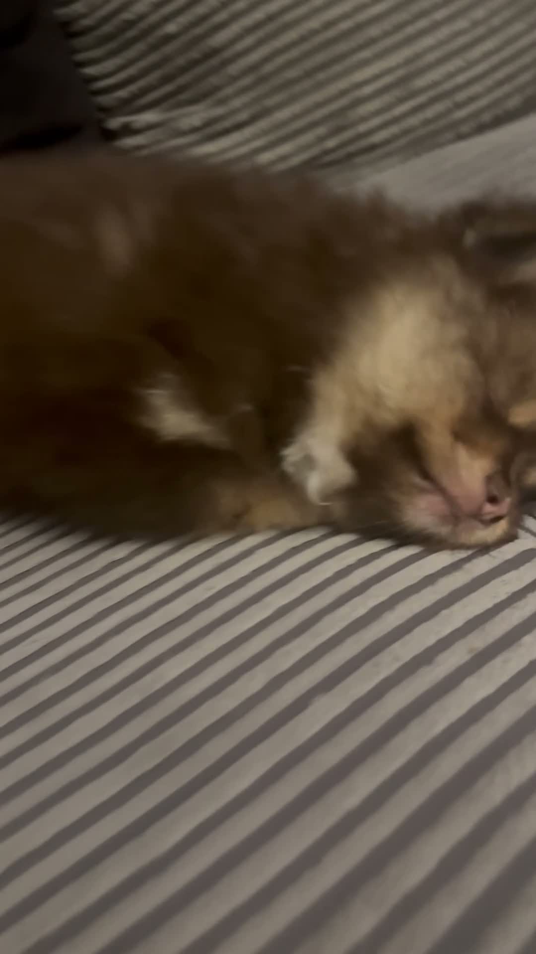 Pomeranian dogs for sale: X2 boy Pomeranians  - Video 3