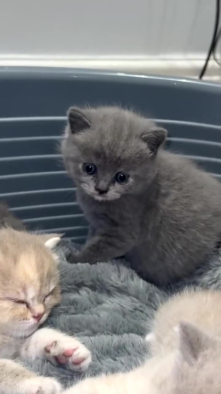 British Shorthair cats for sale: FULL BREED BSH KITTENS  - Video 3