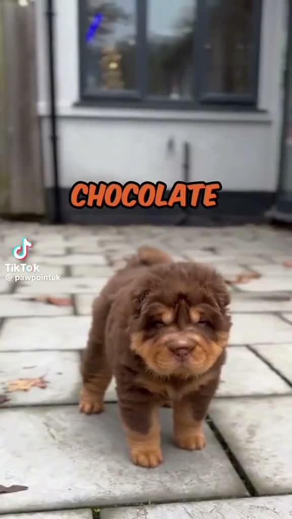 Shar Pei dogs for stud: Top quality full chco and tan bear coat  - Video 2