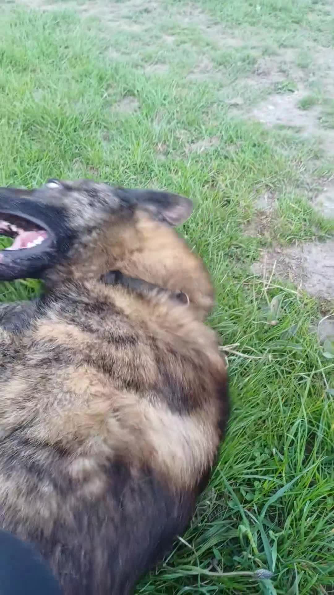 Mixed Breed dogs for sale: Shepherd Cross - Video 2